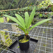 Load image into Gallery viewer, Philodendron Campii Lynette, XL, Exact Plant
