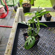 Load image into Gallery viewer, Monstera Adansonii Albo Tricolor, Exact Plant Variegated Ships Nationwide
