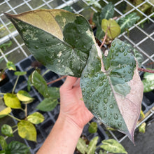 Load image into Gallery viewer, Alocasia Yucatan Princess Pink variegated 2.5" pot, Fedex 2day*
