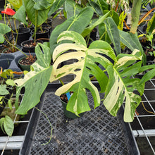 Load image into Gallery viewer, Monstera Borsigiana Albo Deliciosa, Exact Plant Variegated Ships Nationwide
