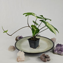 Load image into Gallery viewer, Syngonium Panda, Exact Plant Variegated Ships Nationwide
