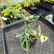 Load image into Gallery viewer, Monstera Adansonii Laniata Albo, Exact Plant Variegated Ships Nationwide
