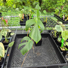 Load image into Gallery viewer, Monstera Sierrana Hawaii Clone, Exact Plant Ships Nationwide

