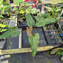 Load image into Gallery viewer, Philodendron Dark Lord, Exact Plant Ships Nationwide
