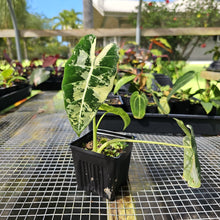 Load image into Gallery viewer, Alocasia Frydek, Exact Plant Variegated
