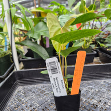 Load image into Gallery viewer, Anthurium Papillilaminum Fort Sherman X Ralph Lynam,Exact Plant Ships Nationwide
