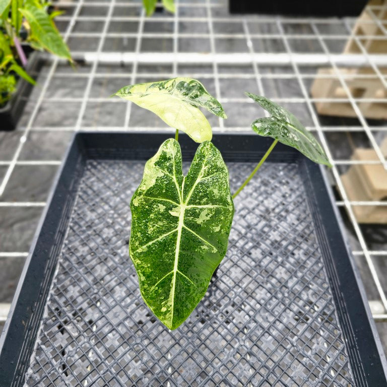 Alocasia Frydek, Exact Plant Variegated Ships Nationwide