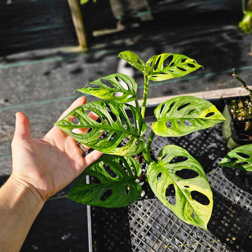 Monstera Adansonii Aurea, Exact Plant Variegated Ships Nationwide