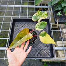 Load image into Gallery viewer, Philodendron Strawberry Shake, Exact Plant Variegated
