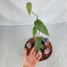 Load image into Gallery viewer, Anthurium Sp. Limon 4&quot; pot, Fedex 2 day*
