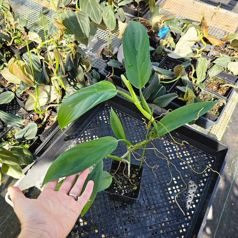 Philodendron Panduriforme, Exact Plant Ships Nationwide