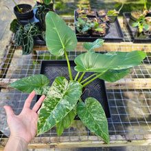 Load image into Gallery viewer, Philodendron Giganteum, Exact Plant Variegated
