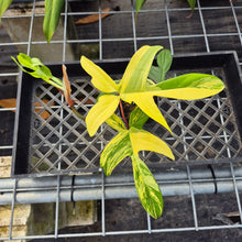 Load image into Gallery viewer, Philodendron Florida Beauty, Exact Plant Variegated Ships Nationwide
