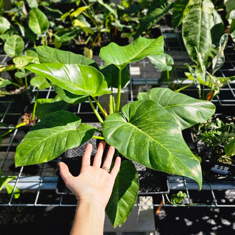 Philodendron Giganteum, Exact Plant Variegated Ships Nationwide