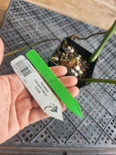 Load image into Gallery viewer, Monstera Sierrana Hawaii Clone, Exact Plant Ships Nationwide
