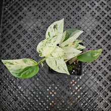 Load image into Gallery viewer, Epipremnum Pinnatum Marble, Exact Plant Variegated Ships Nationwide
