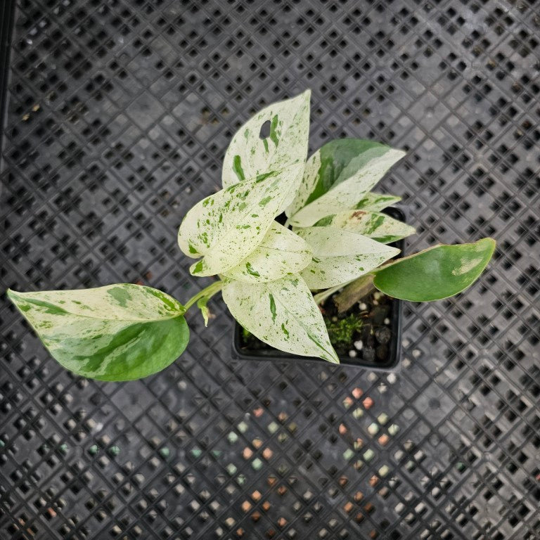 Epipremnum Pinnatum Marble, Exact Plant Variegated Ships Nationwide