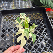 Load image into Gallery viewer, Rhaphidophora Tetrasperma Albo, Exact Plant Variegated Ships Nationwide
