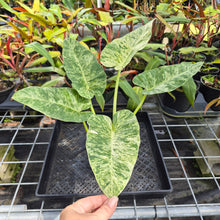 Load image into Gallery viewer, Philodendron Giganteum, Exact Plant Variegated Ships Nationwide
