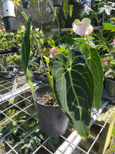 Load image into Gallery viewer, Anthurium Warocqueanum, Queen exact plant, Fedex 2day*

