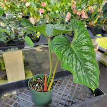 Load image into Gallery viewer, Philodendron Plowmanii, Exact Plant Ships Nationwide
