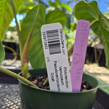 Load image into Gallery viewer, Philodendron Verrucosum Pseudoverrucosum Croat , Exact Plant Ships Nationwide
