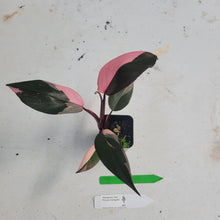 Load image into Gallery viewer, Philodendron Pink Princess, Exact Plant Variegated Ships Nationwide
