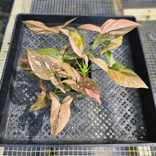 Load image into Gallery viewer, Syngonium Pink Splash, Exact Plant Variegated Double plant pot Ships Nationwide
