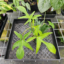 Load image into Gallery viewer, Philodendron Quercifolium x Pedatum, Exact Plant Ships Nationwide
