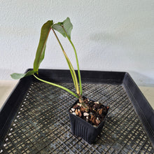 Load image into Gallery viewer, Philodendron Spiritus Sancti exact plant, Fedex 2day*

