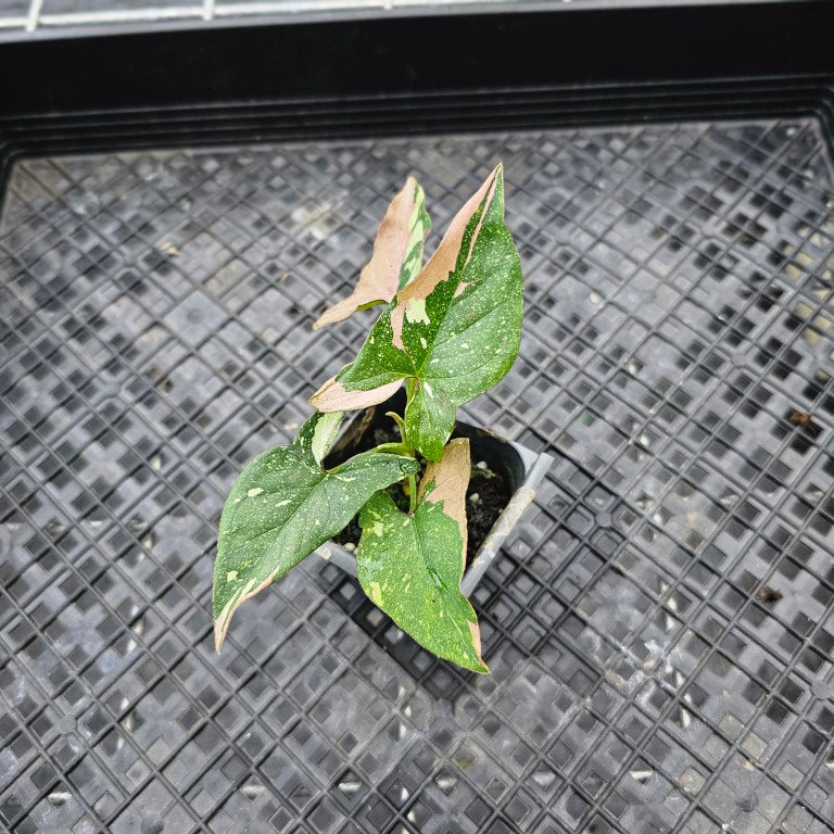 Syngonium Red Spot Tricolor, Exact Plant Variegated Ships Nationwide