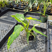 Load image into Gallery viewer, Philodendron Domesticum Variegated exact plant, Fedex 2day*

