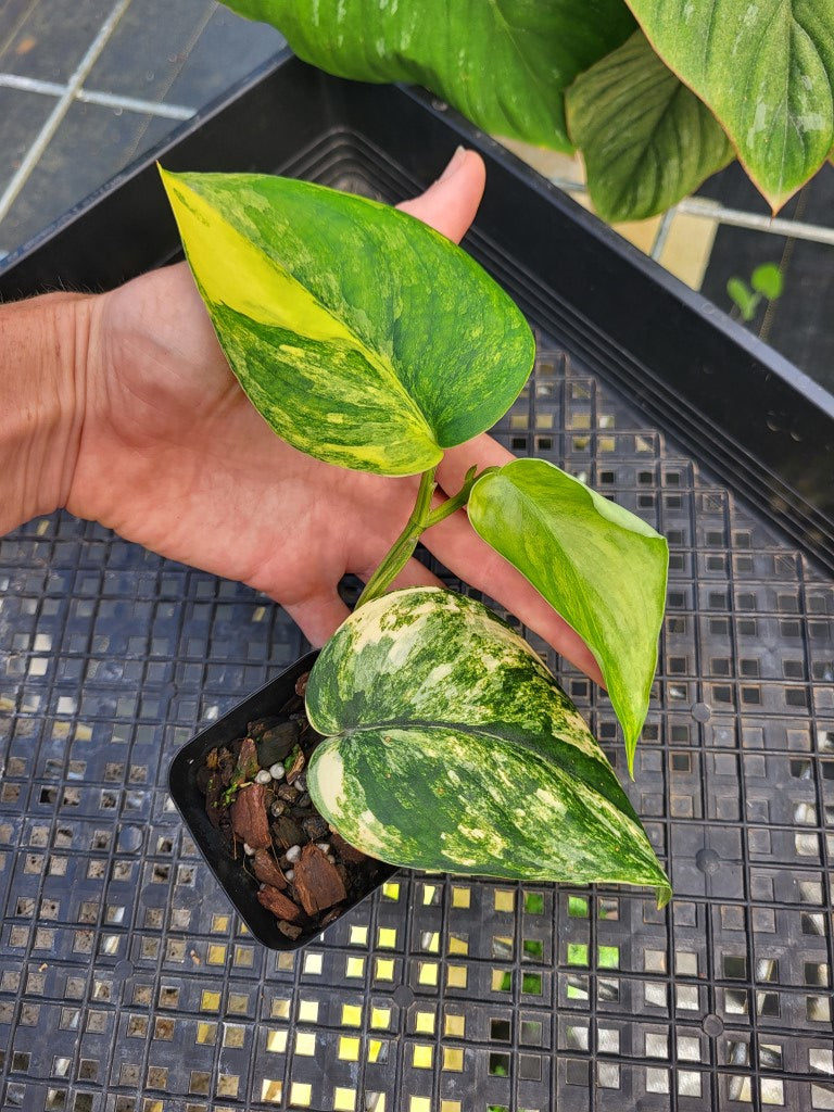 Scindapsus Jade Satin Aurea, Exact Plant Variegated Ships Nationwide