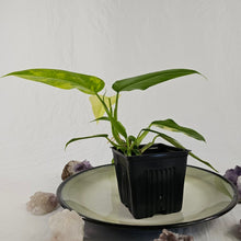 Load image into Gallery viewer, Philodendron Domesticum, Exact Plant Variegated Ships Nationwide
