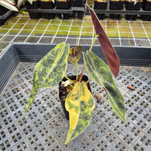 Load image into Gallery viewer, Alocasia Sedenii Aurea Variegated exact plant, Fedex 2day*
