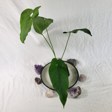 Load image into Gallery viewer, Anthurium Dolichostachyum , Exact Plant Ships Nationwide
