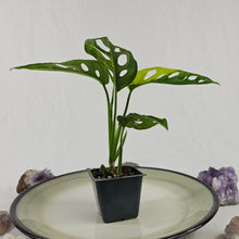 Load image into Gallery viewer, Monstera Adansonii Aurea, Exact Plant Variegated Ships Nationwide
