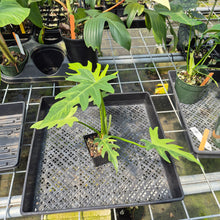 Load image into Gallery viewer, Philodendron Radiatum Aurea Variegated exact plant, Fedex 2day*
