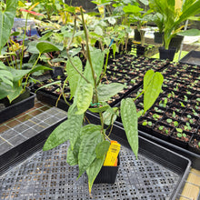 Load image into Gallery viewer, Anthurium Sp. Limon, Exact Plant Ships Nationwide

