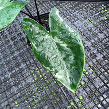 Load image into Gallery viewer, Alocasia Macrorhizza Black Stem, Exact Plant Variegated
