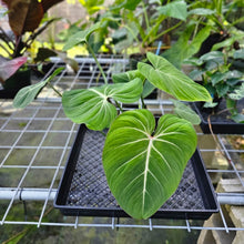 Load image into Gallery viewer, Philodendron Gloriosum, Pink Veined Back, Exact Plant
