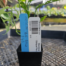 Load image into Gallery viewer, Monstera Obliqua Peru, Exact Plant Ships Nationwide
