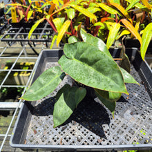 Load image into Gallery viewer, Philodendron Maximum 4" pot, Fedex 2day*
