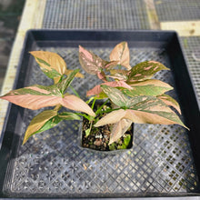 Load image into Gallery viewer, Syngonium Pink Splash, Exact Plant Variegated Double plant pot Ships Nationwide
