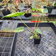 Load image into Gallery viewer, Alocasia Macrorrhiza Schock Treatment, Exact Plant Variegated Ships Nationwide
