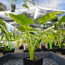 Load image into Gallery viewer, Alocasia Gageana Aurea, Exact Plant Variegated Ships Nationwide
