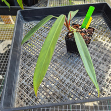 Load image into Gallery viewer, Philodendron Bicolor, Exact Plant Ships Nationwide
