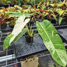 Load image into Gallery viewer, Philodendron Jose Buono, Exact Plant Variegated Ships Nationwide
