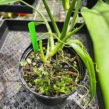 Load image into Gallery viewer, Philodendron Holtonianum, Exact Plant Large, 6&#39;&#39; pot
