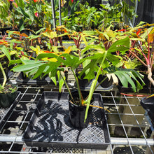Load image into Gallery viewer, Monstera Borsigiana Albo Deliciosa, Exact Plant Variegated Ships Nationwide
